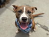 adoptable Dog in  named TEGAN