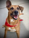 adoptable Dog in  named IZZIE