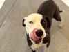 adoptable Dog in  named MARGE