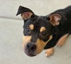 adoptable Dog in  named KENT