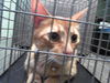 adoptable Cat in  named OBI WAN