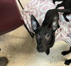 adoptable Dog in  named CYCLONE