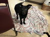adoptable Dog in  named WAYNE