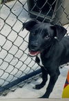 adoptable Dog in  named PACER