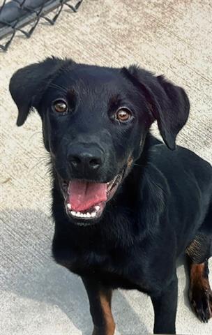 adoptable Dog in Tulsa, OK named CHEF