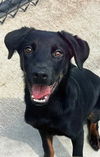 adoptable Dog in  named CHEF