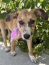 adoptable Dog in  named NIKA
