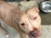 adoptable Dog in  named OCEAN