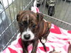 adoptable Dog in  named ROSE