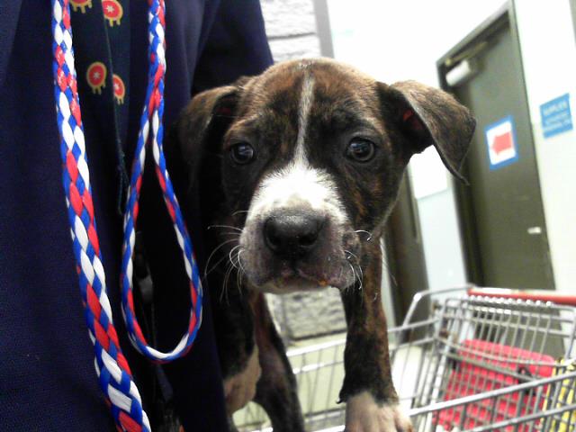 adoptable Dog in Tulsa, OK named BLAKE