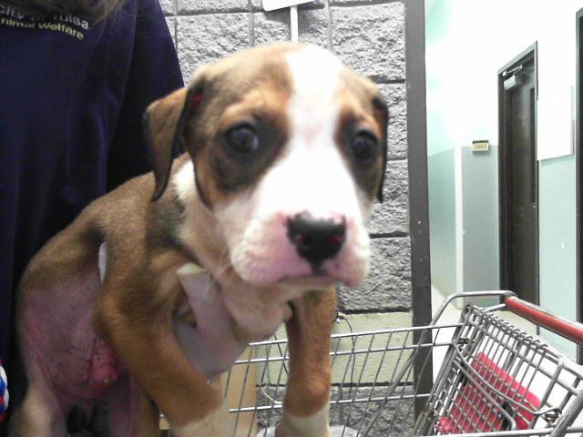 adoptable Dog in Tulsa, OK named BRICK