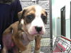 adoptable Dog in  named BRICK