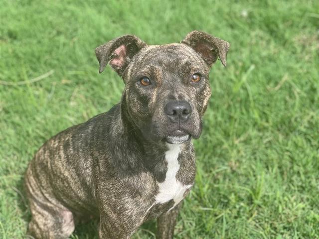 adoptable Dog in Tulsa, OK named SUKI