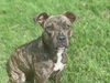 adoptable Dog in  named SUKI