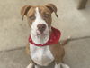 adoptable Dog in  named JACKSON