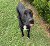 adoptable Dog in  named RONAN