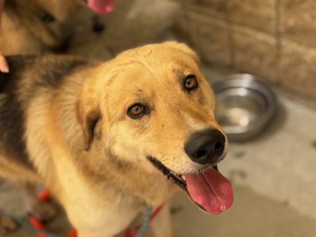 adoptable Dog in Tulsa, OK named STEFAN