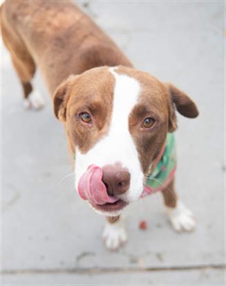 AVOCADO - Pit Bull Terrier available for adoption