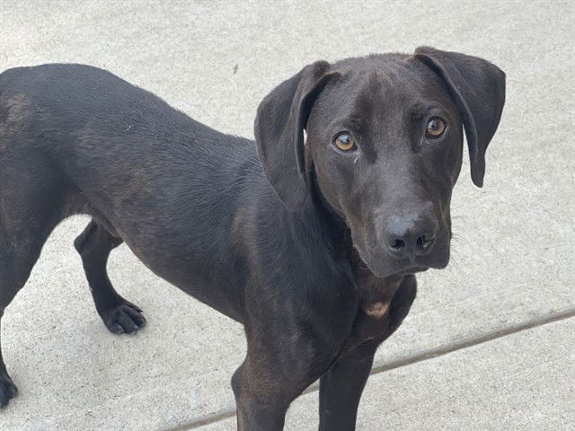 adoptable Dog in Tulsa, OK named DARYL