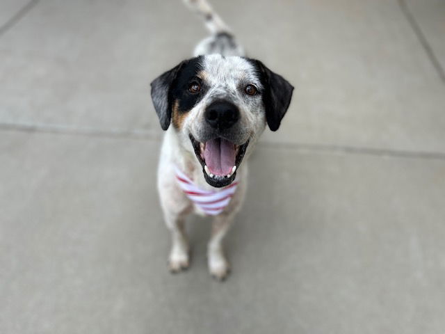 adoptable Dog in Tulsa, OK named TOOTSIE ROLL
