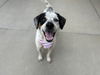 adoptable Dog in  named TOOTSIE ROLL