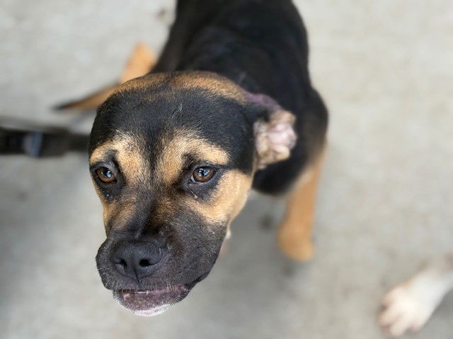 adoptable Dog in Tulsa, OK named OREO
