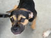 adoptable Dog in  named OREO
