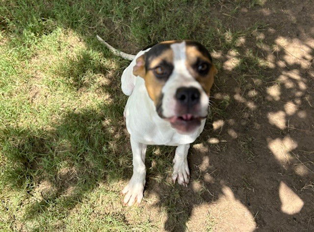 adoptable Dog in Tulsa, OK named REESES