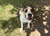 adoptable Dog in  named REESES