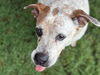 adoptable Dog in  named FIREWORK