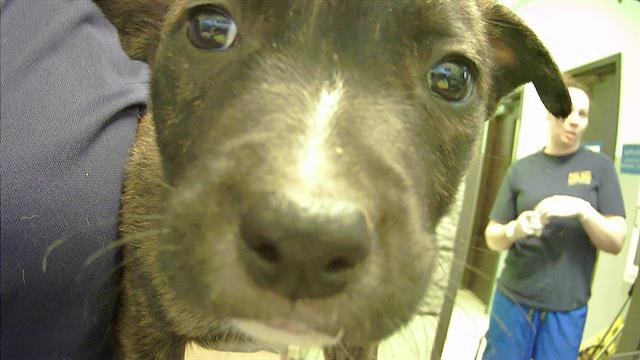 adoptable Dog in Tulsa, OK named CANDY