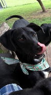 adoptable Dog in  named JANUARY