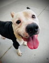 adoptable Dog in  named BOY