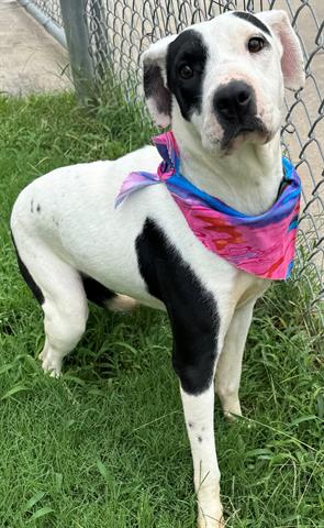 adoptable Dog in Tulsa, OK named MOO