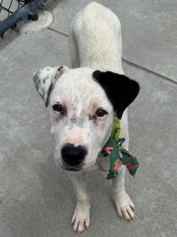 adoptable Dog in Tulsa, OK named BUNKY