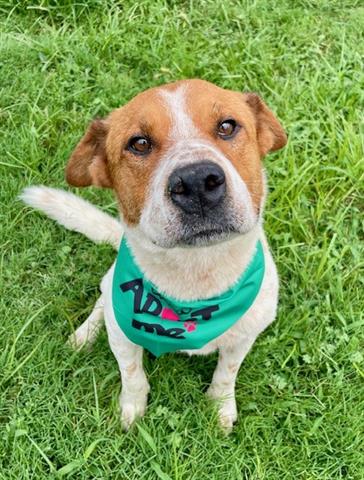 adoptable Dog in Tulsa, OK named MAVERICK