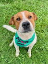 adoptable Dog in  named MAVERICK