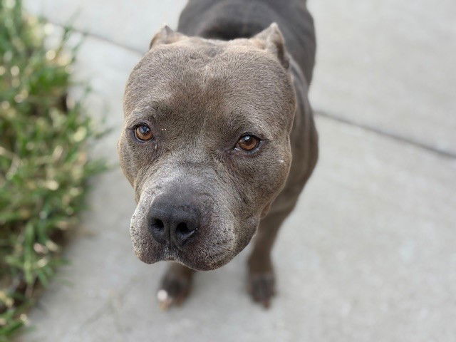 adoptable Dog in Tulsa, OK named NORMAN