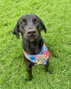 adoptable Dog in  named MEEKA