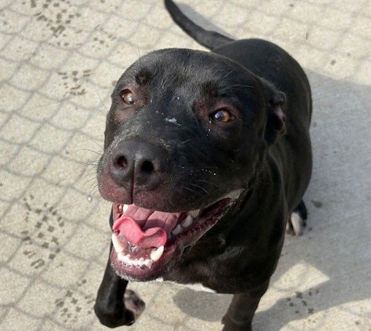 adoptable Dog in Tulsa, OK named WALTER