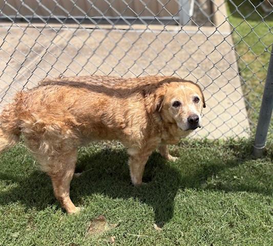 adoptable Dog in Tulsa, OK named TANNER