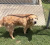 adoptable Dog in  named TANNER