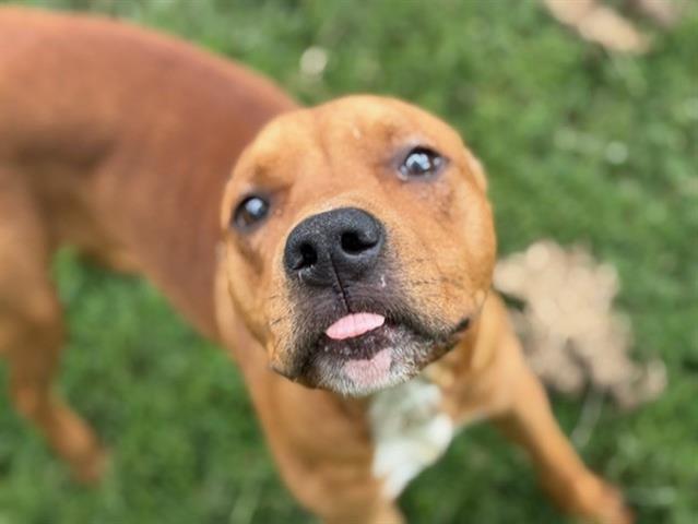 adoptable Dog in Tulsa, OK named SANTA FE