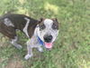adoptable Dog in  named MILO