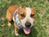 adoptable Dog in  named FRANKIE