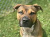 adoptable Dog in  named SCARECROW