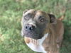 adoptable Dog in  named DRACO