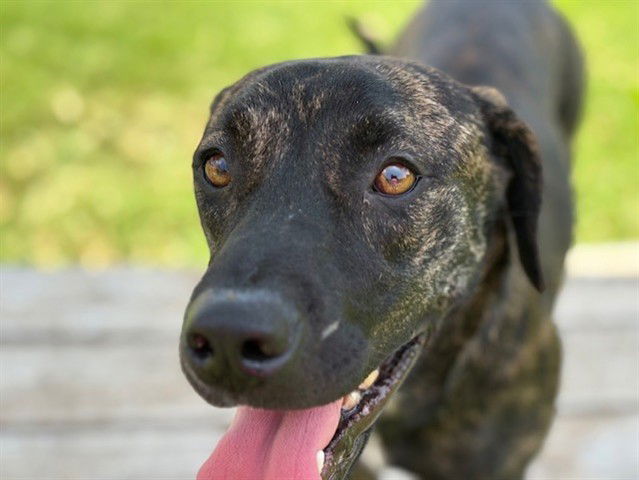 adoptable Dog in Tulsa, OK named FI
