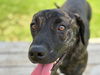 adoptable Dog in  named FI