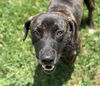 adoptable Dog in  named YEP